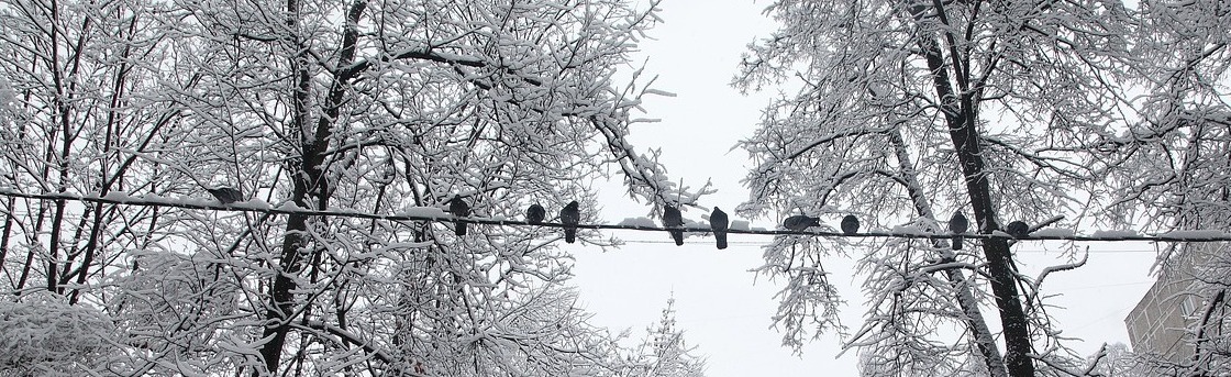 Birds sitting on a wire